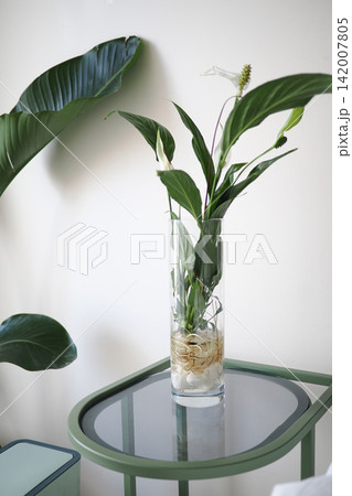 Indoor plant arrangement in a glass vase on a table 142007805