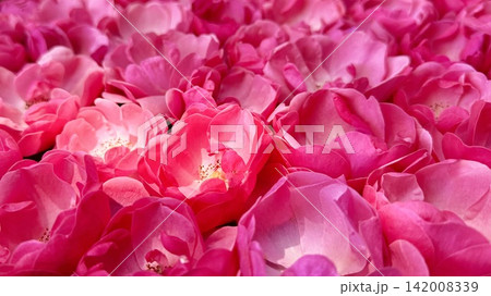 水面一面ピンクの薔薇(アンジェラ)が浮かぶ花手水のクローズアップ〈菅生神社/愛知県岡崎市〉 水面一面ピンクの薔薇(アンジェラ)が浮かぶ花手水のクローズアップ〈菅生神社/愛知県岡崎市〉 142008339