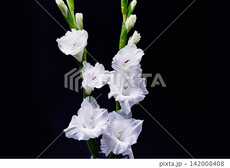 Nature, plant and white flowers in studio on black background for beauty, blossom and bloom. Spring aesthetic, wallpaper and gladiolus with leaf, petals and floral for decoration, botany and florist 142008408