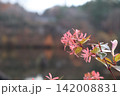 秋の風景 142008831