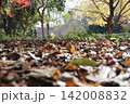 落ち葉の絨毯 142008832