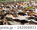 落ち葉の絨毯 142008833