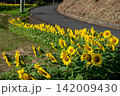 石垣の上に咲くひまわり 142009430