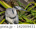川沿いの草むらに佇むアオサギ 142009431