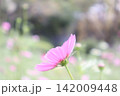 コスモス 142009448