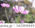 コスモス 142009449