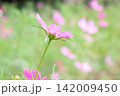 コスモス 142009450
