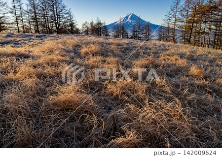 三ツ峠・木無山の草原と早朝の富士山 三ツ峠・木無山の草原と早朝の富士山 142009624