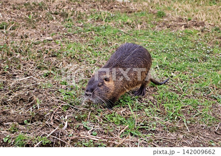 Capybara on Grassy Dirt Ground in Nature. Capybara on Grassy Dirt Ground in Nature. 142009662
