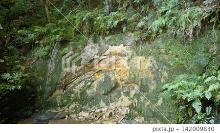 等々力渓谷の湿った崖線と苔むした岩壁 等々力渓谷の湿った崖線と苔むした岩壁 142009830