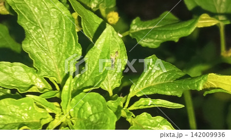 Fresh green leaves cluster in a farm garden Fresh green leaves cluster in a farm garden 142009936