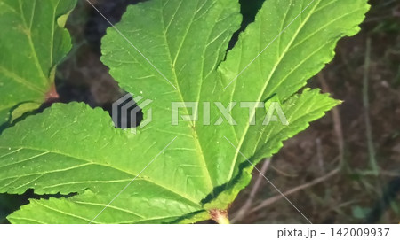 Macro view of broad plant foliage and veins in nature Macro view of broad plant foliage and veins in nature 142009937