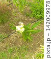 花 142009978