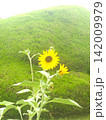 ひまわり　 142009979