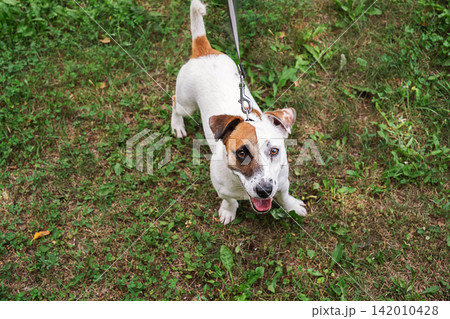Happy Jack Russell terrier on leash looking up during an outdoor walk. Happy Jack Russell terrier on leash looking up during an outdoor walk. 142010428