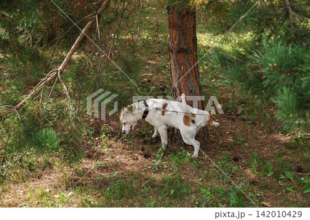 Jack Russell terrier dog peeing on pine tree in forest. Jack Russell terrier dog peeing on pine tree in forest. 142010429