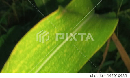 Close up macro of green corn plant leaves on dashboard 142010486