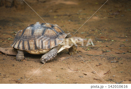 African spurred tortoise / Close up turtle walking African spurred tortoise / Close up turtle walking 142010616
