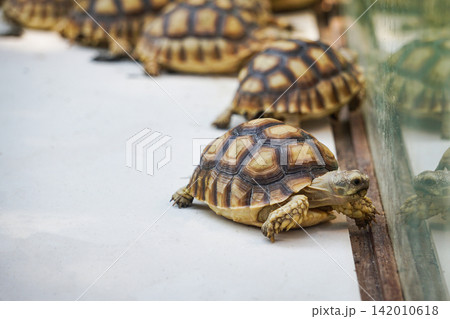 African spurred tortoise - Close up turtle walking in farm African spurred tortoise - Close up turtle walking in farm 142010618