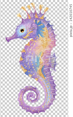 sea horse sea horse 142010745