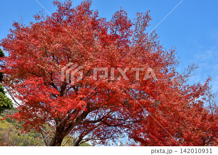 神戸北野町の紅葉 142010931