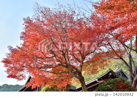 神戸北野町の紅葉 神戸北野町の紅葉 142010932