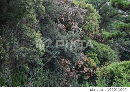 地球環境変化の影響なのか公園などにある樹木の立ち枯れが目立つ 地球環境変化の影響なのか公園などにある樹木の立ち枯れが目立つ 142011065