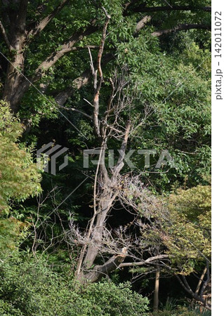 地球環境変化の影響なのか公園などにある樹木の立ち枯れが目立つ 地球環境変化の影響なのか公園などにある樹木の立ち枯れが目立つ 142011072