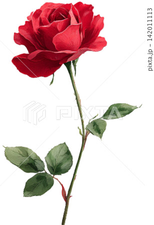 red rose red rose 142011113