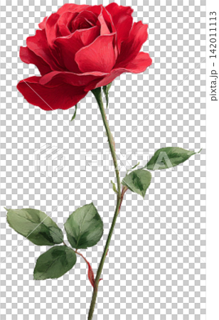red rose red rose 142011113