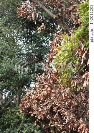 地球環境変化の影響なのか公園などにある樹木の立ち枯れが目立つ 地球環境変化の影響なのか公園などにある樹木の立ち枯れが目立つ 142011202