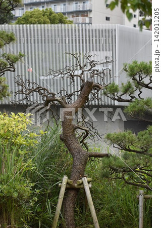 地球環境変化の影響なのか公園などにある樹木の立ち枯れが目立つ 地球環境変化の影響なのか公園などにある樹木の立ち枯れが目立つ 142011205