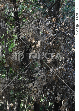 地球環境変化の影響なのか公園などにある樹木の立ち枯れが目立つ 142011209
