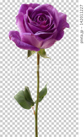 purple rose purple rose 142011227