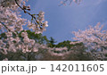 青空に映える満開の桜（ソメイヨシノ）と春の風景 142011605