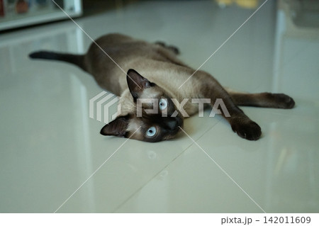 Portrait of a Siamese cat lying on the floor in human house as pet. The Siamese is a cat breed native to Thailand. This cat is a pale cat with a dark facial mask, feet, ears and tail. Portrait of a Siamese cat lying on the floor in human house as pet. The Siamese is a cat breed native to Thailand. This cat is a pale cat with a dark facial mask, feet, ears and tail. 142011609