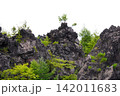 岩に生える植物 142011683