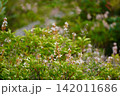 白い花 142011686