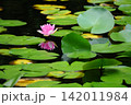 水面に反射する睡蓮の花 142011984