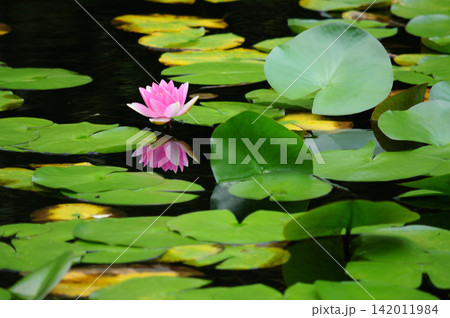 水面に反射する睡蓮の花 水面に反射する睡蓮の花 142011984