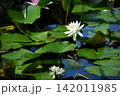 白い睡蓮の花 142011985