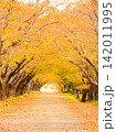 秋の紅葉した公園 142011995