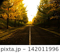 夕日に染まる秋の並木道 142011996