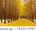 星観緑地のイチョウ並木と落ち葉 142011997