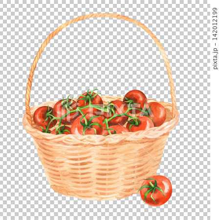 Straw basket with the tomatoes. Watercolor illustration. Handmade art work. For packaging design, cards, cover, prints, product labels and fabric. Straw basket with the tomatoes. Watercolor illustration. Handmade art work. For packaging design, cards, cover, prints, product labels and fabric. 142012199