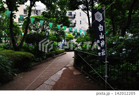 あじさいまつりの幟や提灯が飾られた初夏の白山神社の参道 あじさいまつりの幟や提灯が飾られた初夏の白山神社の参道 142012205