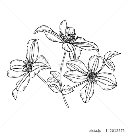 Vector illustration of clematis flowers with stems and leaves. Black and white drawing of a garden clematis flower. Vector illustration of clematis flowers with stems and leaves. Black and white drawing of a garden clematis flower. 142012273
