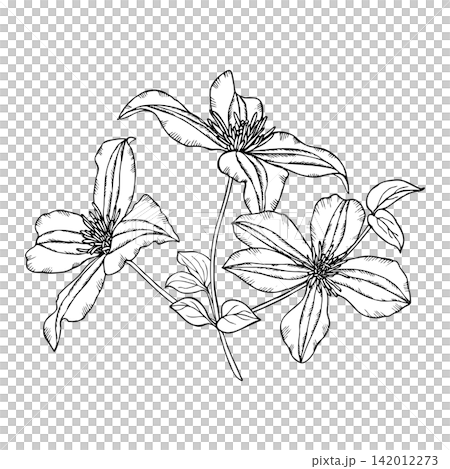 Vector illustration of clematis flowers with stems and leaves. Black and white drawing of a garden clematis flower. Vector illustration of clematis flowers with stems and leaves. Black and white drawing of a garden clematis flower. 142012273