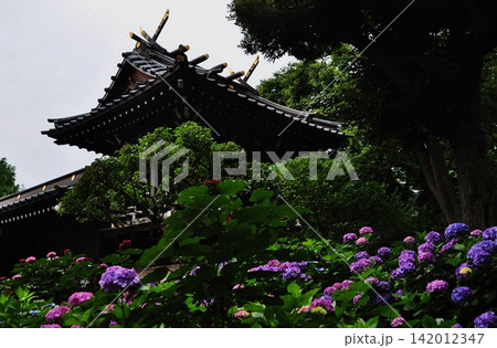 白山神社の社殿を背景に咲き誇る色鮮やかな紫陽花 142012347