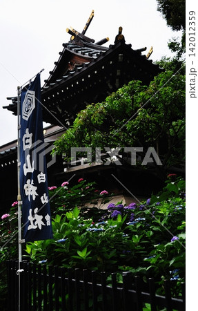 白山神社の社殿を背景に咲き誇る色鮮やかな紫陽花 白山神社の社殿を背景に咲き誇る色鮮やかな紫陽花 142012359